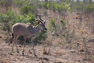 Kudu