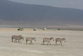 Zebra
